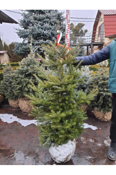 Пихта корейская - ком50кг/вис.120-140см/Ø60-70см